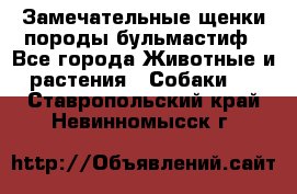 Замечательные щенки породы бульмастиф - Все города Животные и растения » Собаки   . Ставропольский край,Невинномысск г.